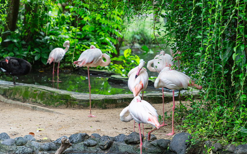 峇里島鳥園